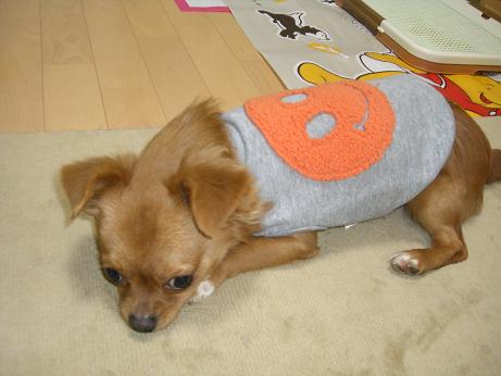 2008.1.16 haruto3.JPG