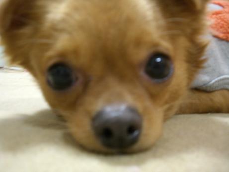 2008.1.16 haruto5.JPG