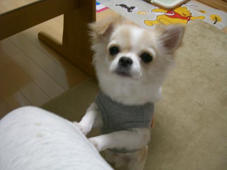 2008.1.15 ふくちゃん.JPG