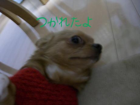2008.1.22haruto5.JPG