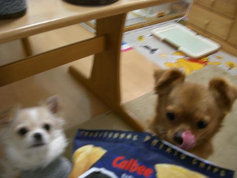 2008.1.15 ハルト　舌ペロリ.JPG