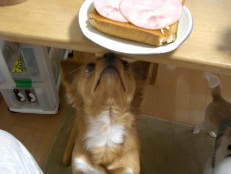 2008.1.15 ハルト.JPG