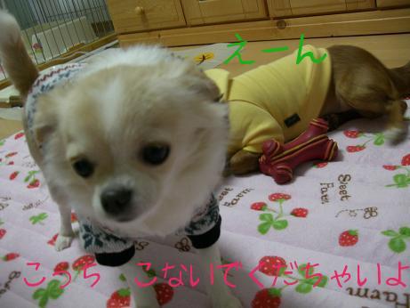 2008.1.28haruto7.JPG