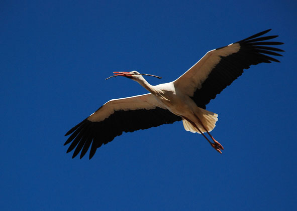 stork_b.jpg