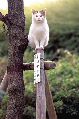 あー!ねこやなぎさんお久しぶり