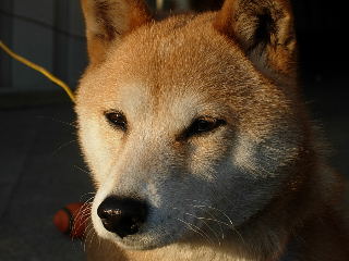 チャコ　夕日を見つめる