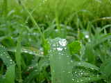 雨露