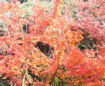 近所の紅葉6.jpg