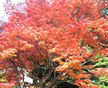 近所の紅葉7.jpg