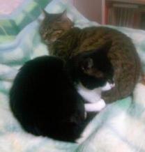 たらちゃんといくらちゃん