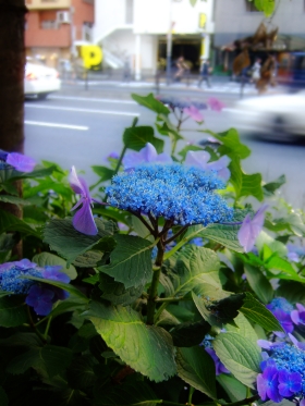 紫陽花