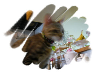 ルピ