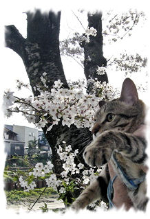 久御山の桜とルピ.jpg