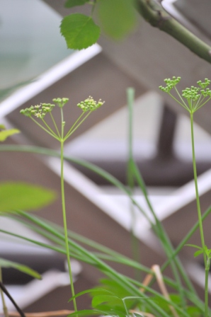 イタリアンパセリの花茎