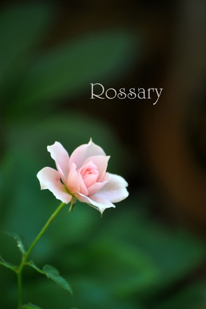 ミニバラ　ロザリーのお花
