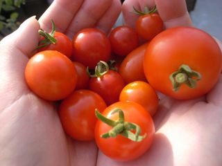 トマト2.jpg