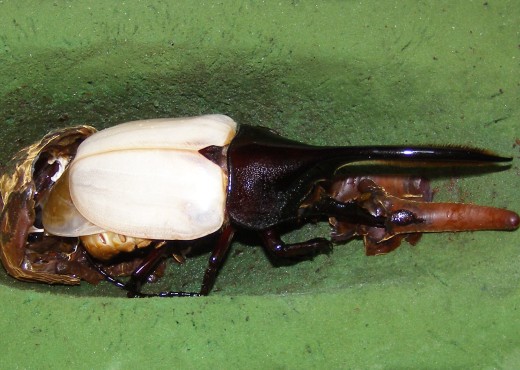 ヘラクレス オキシデンタリス カブクワ きのこ たまに釣り 楽天ブログ ヘラクレス オキシデンタリス カブクワ きのこ たまに釣り 楽天ブログ