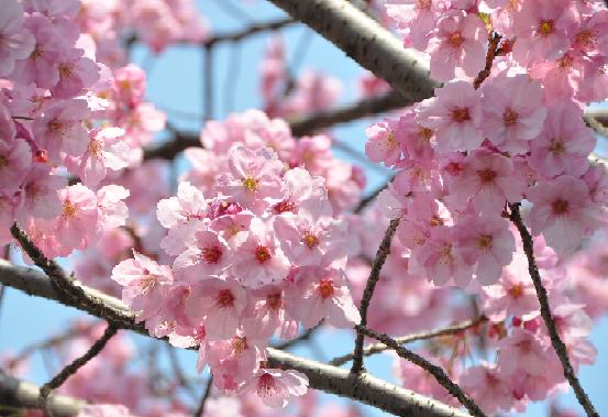 桜、咲いたか。TS