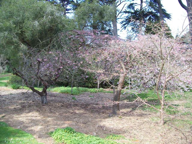 桜ゴールデンゲートパーク