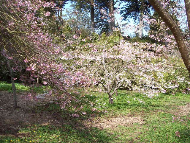 桜ゴールデンゲートパーク３