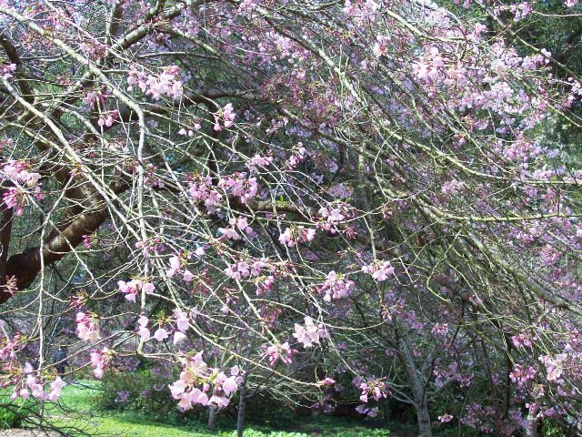 桜ゴールデンゲートパーク５