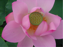 lotus*