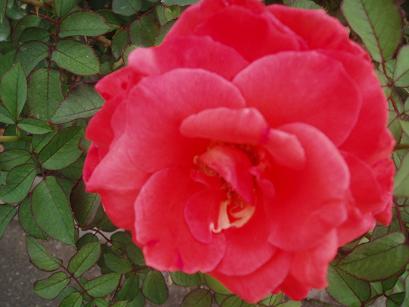 薔薇