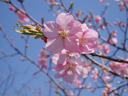 河津桜