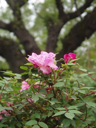 妖精の薔薇