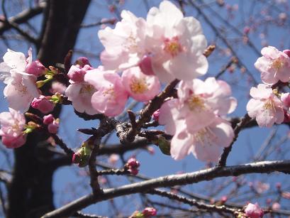 大寒桜