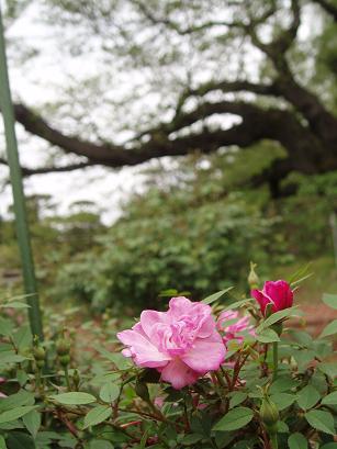 魔法の薔薇