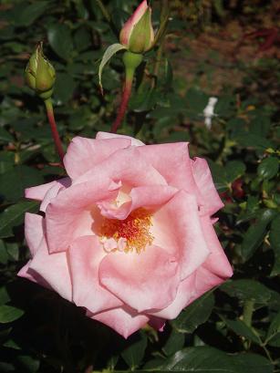 ピンクの薔薇