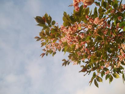 桜餅の木