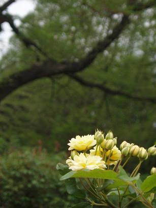 黄色い薔薇