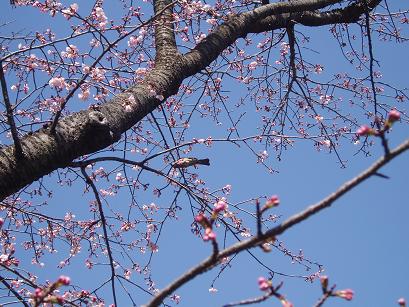 鳥と桜