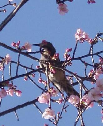 鳥と桜