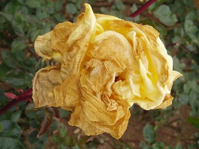 老いた薔薇