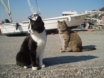 オッドアイちゃんとトラちゃん