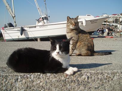 オッドアイちゃんとトラちゃん