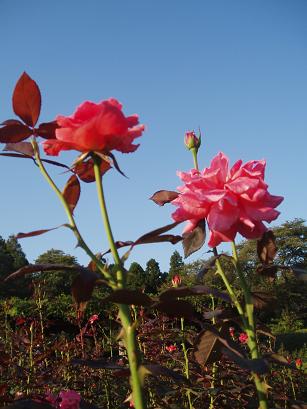 薔薇