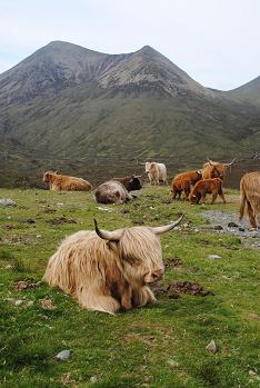 highland cattle