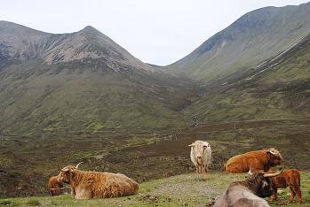 highland cattle