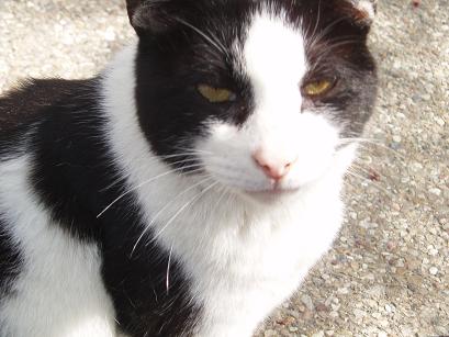 猫顔