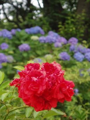 グロリアムンディと紫陽花