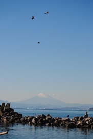 富士山とアオサギとトンビ