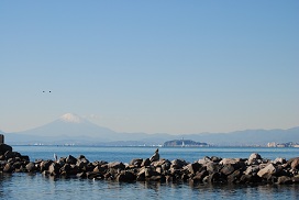 富士山とアオサギとトンビ