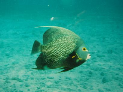 french angelfish