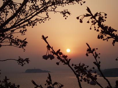 夕日と桜
