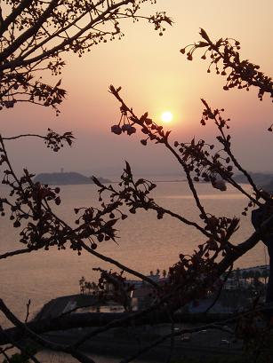 桜と夕日と江ノ島