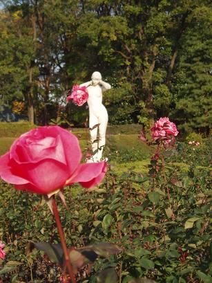 薔薇